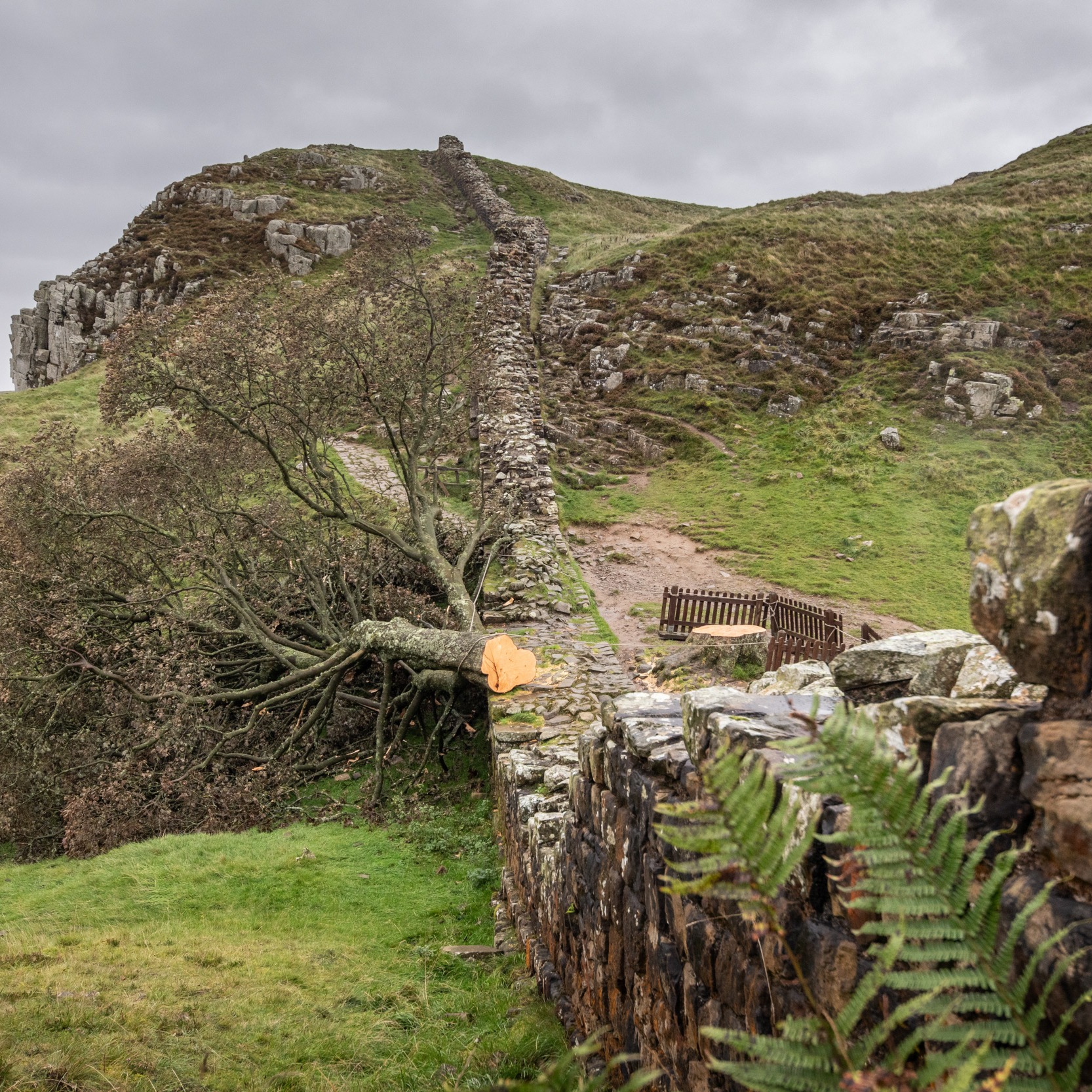 Official update on the Sycamore Gap plans - request for publics help!